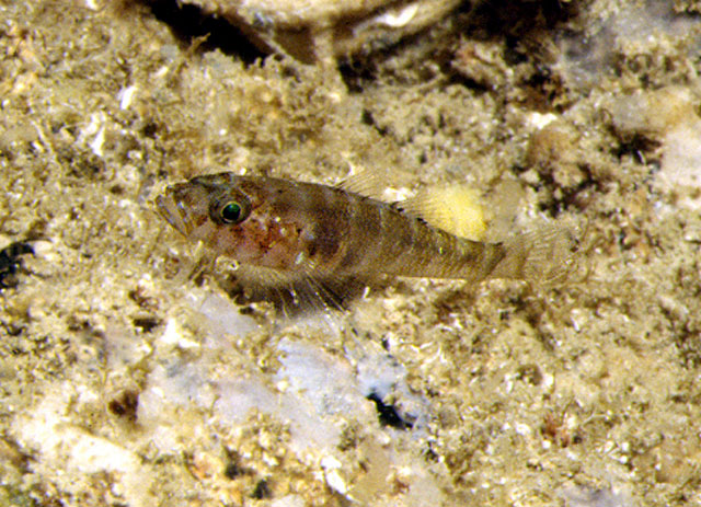 Gammogobius steinitzi